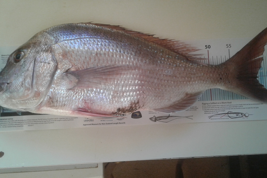 Simon Adamson caught this 61cm Snapper at Auckland during The OBC Fishing Competition